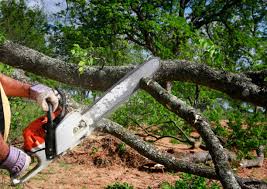 Best Tree Preservation Services  in Riverdale, IL